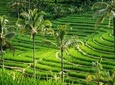 Private tour- UNESCO rice terraces, Ulundanu Beratan, Batukaru, Tanah lot temple