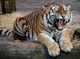 Golden Triangle Tour with Ranthambore