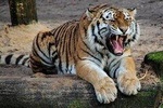 Golden Triangle Tour with Ranthambore