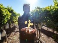 Alicante Wine Tour with Wine Tasting and Hotel Pickup