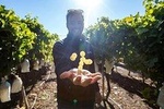 Alicante Wine Tour with Wine Tasting and Hotel Pickup