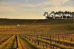 Territory of Bairrada - Private Tour