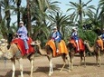 Camel ride in Marrakech palm grove