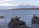 See Ytri Tunga Seal Colony, Iceland
