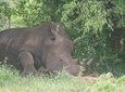 Game Drive+Rhino Viewing 