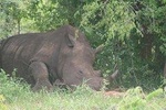 Game Drive+Rhino Viewing 