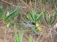 Half-day birdwatching around Faro