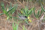 Half-day birdwatching around Faro