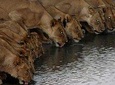 Full Day Hwange Day Trip