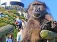 Cape Point Full Day Tour