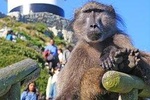 Cape Point Full Day Tour