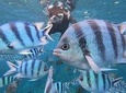 Popular Blue Cave Snorkel! 【Okinawa Prefecture】 Feeding & photo images free! English, Chinese, Korean guide available!