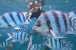 Popular Blue Cave Snorkel! 【Okinawa Prefecture】 Feeding & photo images free! English, Chinese, Korean guide available!