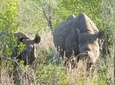 Hwange Safari Private Day Trip from Victoria Falls