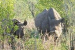 Hwange Safari Private Day Trip from Victoria Falls