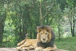 Nairobi day tour animal orphanage,safari walk and Bomas of Kenya
