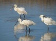 Half-day birdwatching at the Abicada marshed