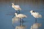 Half-day birdwatching at the Abicada marshed