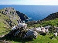 Ring of Kerry & Skellig Ring Private Day Tour