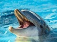 Crab Island Dolphin Watch Jet-Ski Tour