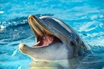 Crab Island Dolphin Watch Jet-Ski Tour