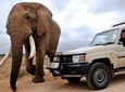 Addo Elephant National Park from Port Elizabeth 
