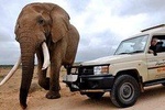 Addo Elephant National Park from Port Elizabeth 
