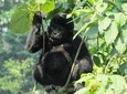 3 Day Gorilla Trekking Budget Safari in Uganda
