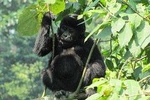 3 Day Gorilla Trekking Budget Safari in Uganda