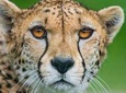 5 Days Wildebeest Migration Safari