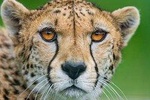5 Days Wildebeest Migration Safari