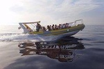 Afternoon Sea Safari