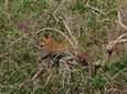 Full Day Yala Safari with Picnic Lunch from Hambantota Harbour 