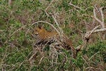 Full Day Yala Safari with Picnic Lunch from Hambantota Harbour 