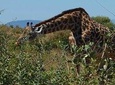 4 Days Safari; Tarangire, Ngorongoro Crater and Serengeti.