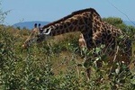 4 Days Safari; Tarangire, Ngorongoro Crater and Serengeti.