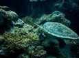Snorkeling Marsa alam - Gloria Royal Sailing Yacht