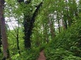 Private Hiking Tour to Mtirala National Park from Batumi