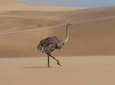 Namib Desert and wildlife photography tour