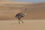 Namib Desert and wildlife photography tour