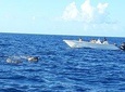 Caribbean Dolphins (Cetacean Observations)