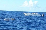 Caribbean Dolphins (Cetacean Observations)