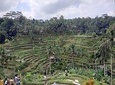 Ubud, Kintamani Volcanos Bali tour