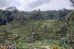 Ubud, Kintamani Volcanos Bali tour
