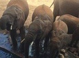 Tarangire and Ngorongoro 2 days Budget camping Safari
