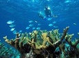 Snorkeling Adventure in Puerto Morelos Includes Lunch, Water and Round Trip.