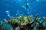 Snorkeling Adventure in Puerto Morelos Includes Lunch, Water and Round Trip.