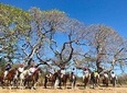 WRCT Adventures - Horseback Riding Tour (Private)