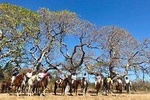 WRCT Adventures - Horseback Riding Tour (Private)