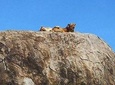 6 days safari Lake Manyara, Serengeti, Ngorongoro crater